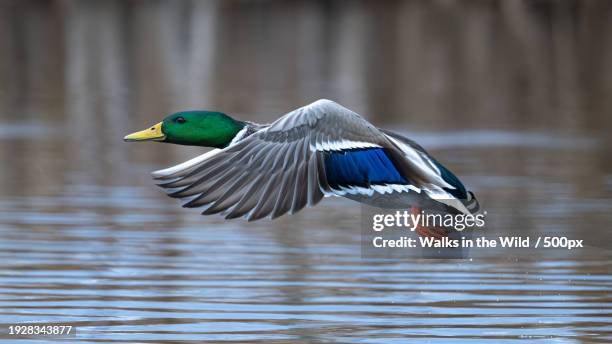 close-up of duck flying over lake - mallard duck flying stock pictures, royalty-free photos & images