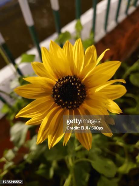 close-up of yellow flower - ei stock pictures, royalty-free photos & images