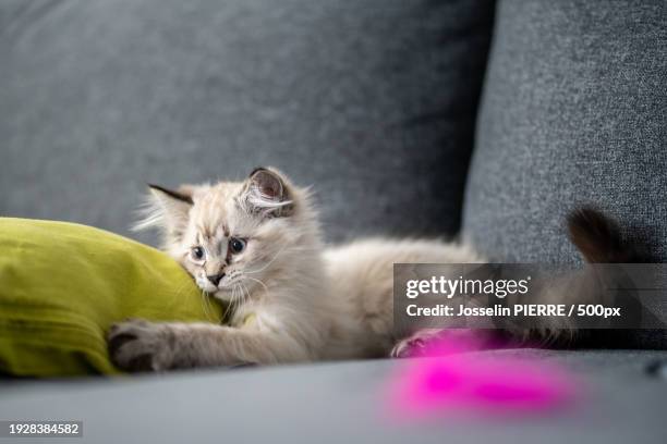 close-up of cat relaxing on sofa at home - neva masquerade stock pictures, royalty-free photos & images