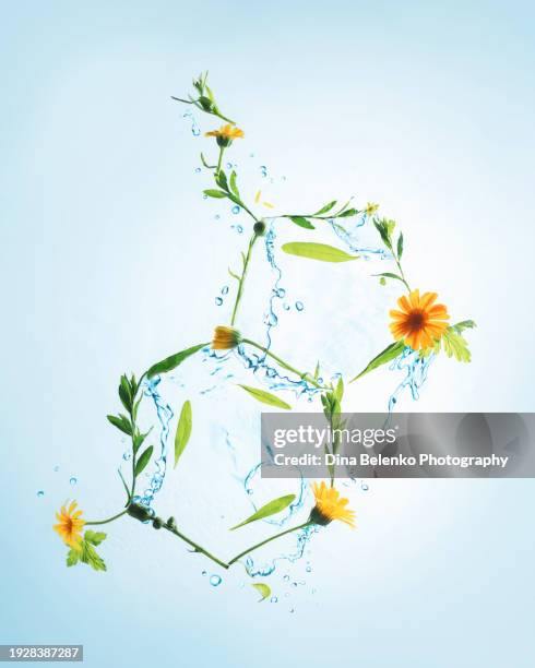 serotonin molecule from flowers and splashes of water, joy of summer concept - dandelion leaf stock pictures, royalty-free photos & images