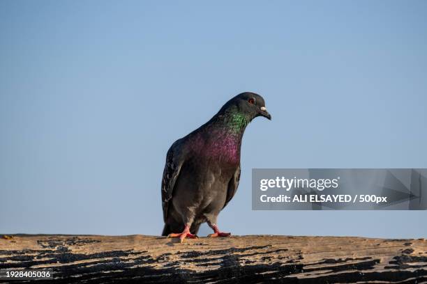 close-up of pigeon perching on roof against clear sky - city birds eye stock pictures, royalty-free photos & images