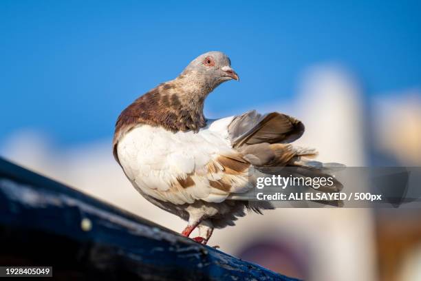 close-up of seagull perching on roof against clear sky - city birds eye stock pictures, royalty-free photos & images