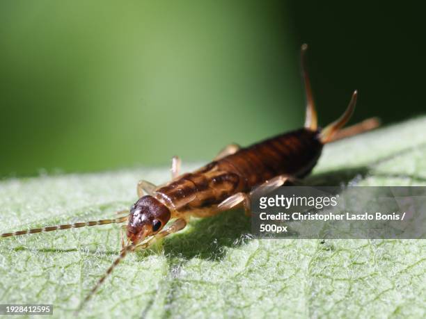 close-up of insect on leaf,wellesley,massachusetts,united states,usa - earwig imagens e fotografias de stock