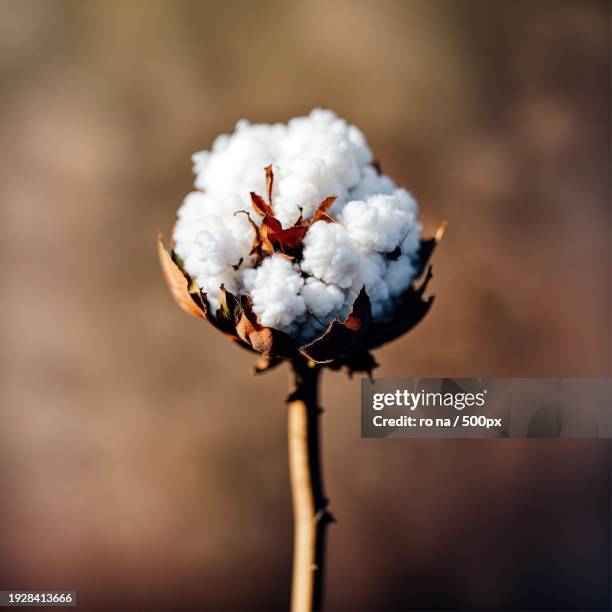 close-up of snow on plant - cotton plant stock-fotos und bilder