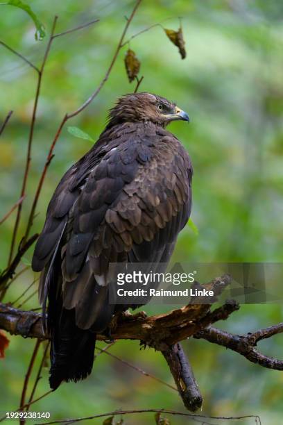 lesser spotted eagle, aquila pomarina, on branch - lesser spotted eagle stock pictures, royalty-free photos & images
