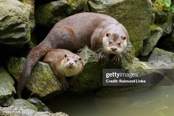 otter, lutra lutra, two animals on rock - european otter stock pictures, royalty-free photos & images