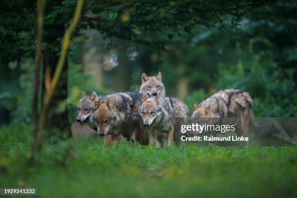Wolf Rudel Wolf Rudel Photos and Premium High Res Pictures - Getty Images