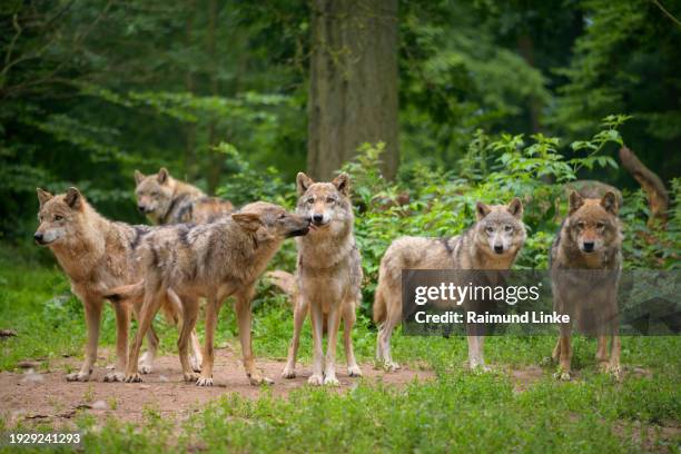 Wolf Rudel 12 Wolf Rudel Stock Photos, High-Res Pictures, and Images - Getty Images