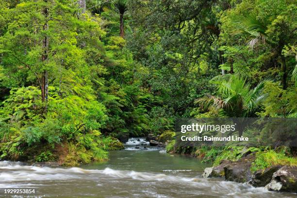 forest stream, waipoua kauri forest, northland, north island, new zealand - waipoua forest stock pictures, royalty-free photos & images