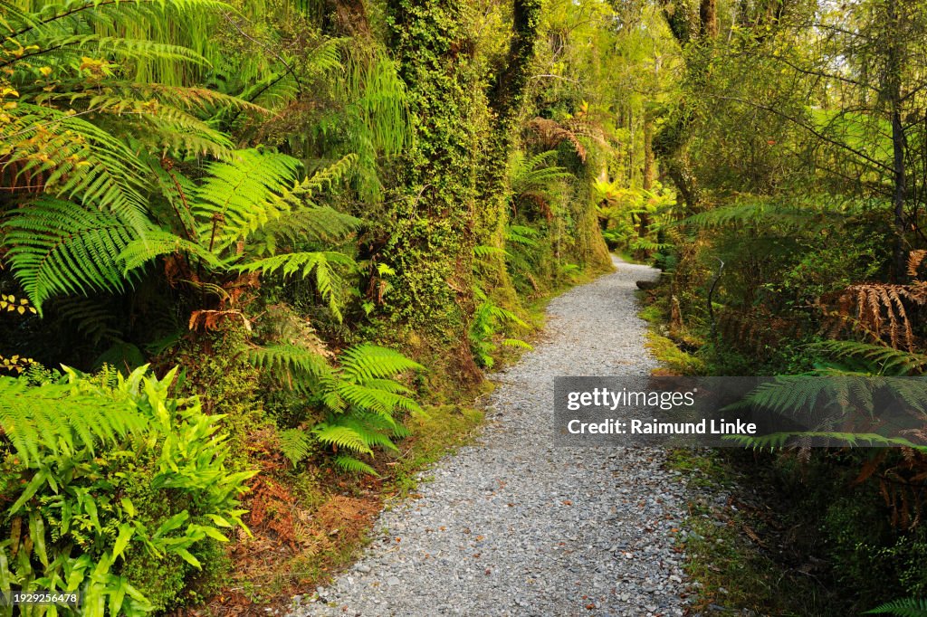 Path through Temperate Rain Forest, Haast, West Coast, South Island, New Zealand