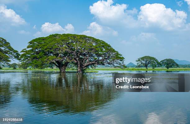viaje de ida y vuelta en la isla de sri lanka. árboles en el impresionante paisaje lacustre del embalse de tissa wewa (tissamaharama) cerca del parque nacional de yala, en el sureste de la isla. - agua estancada fotografías e imágenes de stock