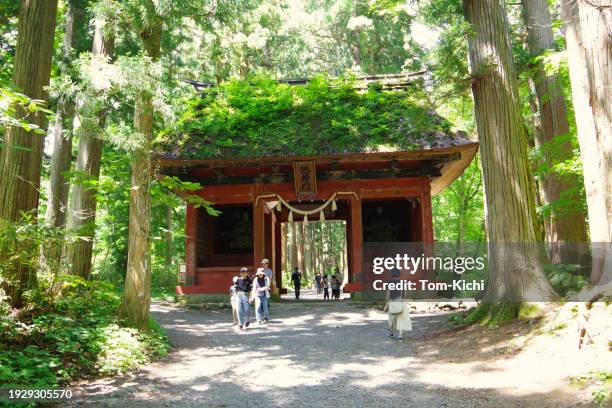togakushi forest/old path - japanese cedar stock pictures, royalty-free photos & images