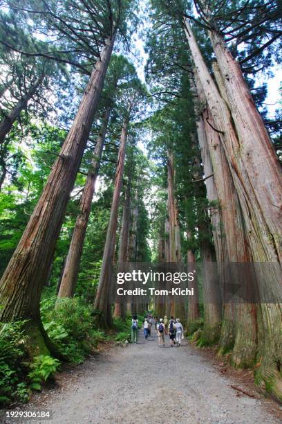togakushi forest／old path - cryptomeria japonica stock pictures, royalty-free photos & images