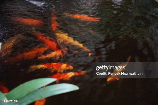 carp koi fish in pool - pond stock pictures, royalty-free photos & images