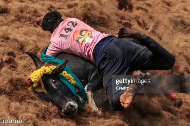 Participant tries to control a bull during an annual bull-taming festival 'Jallikattu' in Palamedu village on the outskirts of Madurai on January 16,...