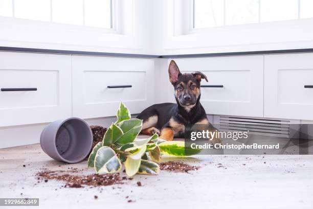 schlechte welpe - unfug stock-fotos und bilder