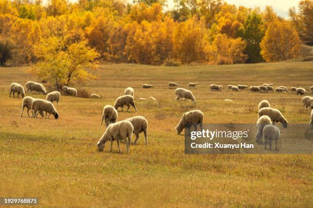 the flock of sheep on the grassland in autumn - chifeng stock pictures, royalty-free photos & images