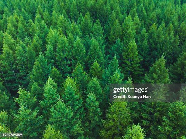 aerial view of nature forest - groenblijvende boom stockfoto's en -beelden
