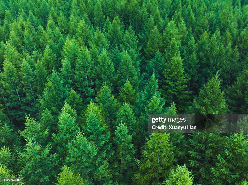 Aerial View of Nature Forest