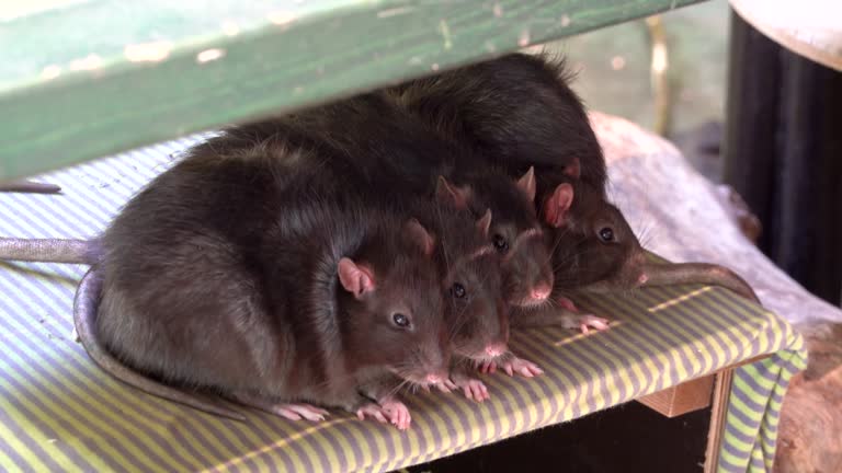 4 Rats Together Four brown rats huddle together for warmth on a shelf 동영상 (1929861759 ...