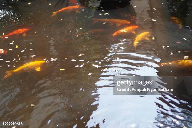 carp koi fish in pool - the goldfish cafe stock pictures, royalty-free photos & images