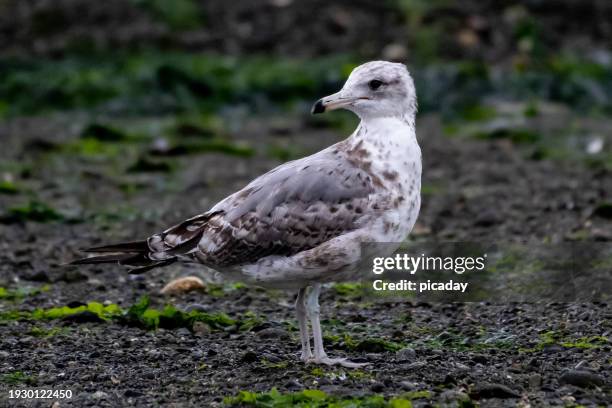 california gull - gaviota de california fotografías e imágenes de stock