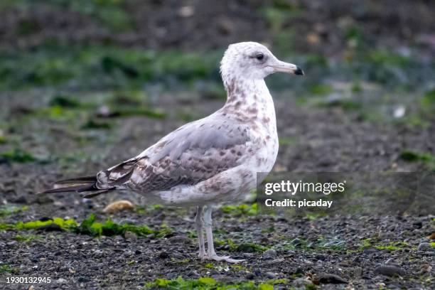 california gull - gaviota de california fotografías e imágenes de stock