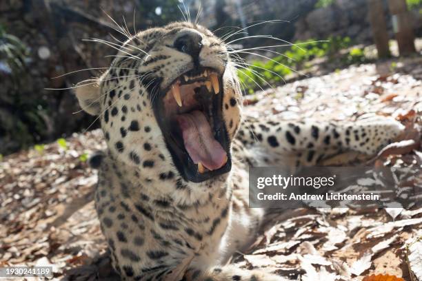 Rare Persian leopard in its enclosure at the Biblical Zoo January 10, 2024 on the outskirts of Jerusalem.