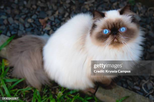 blue eyed seal point himalayan kitten looking at camera - ヒマラヤン ストックフォトと画像