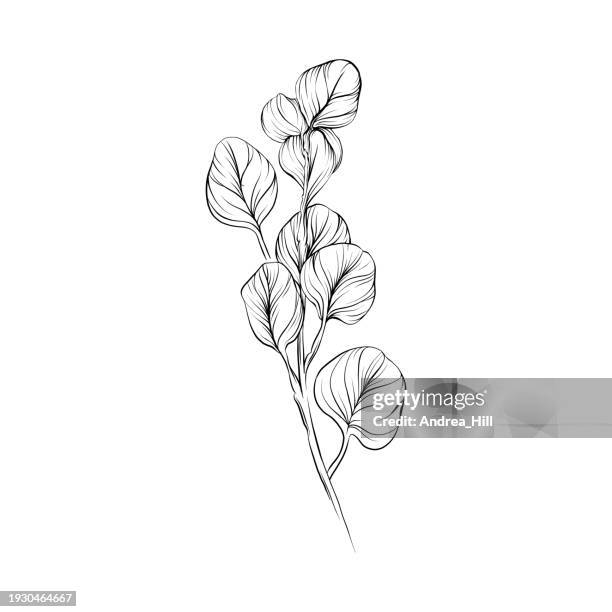 ilustraciones, imágenes clip art, dibujos animados e iconos de stock de ilustración vectorial de pluma y tinta de hojas de eucalipto - árbol de eucalipto