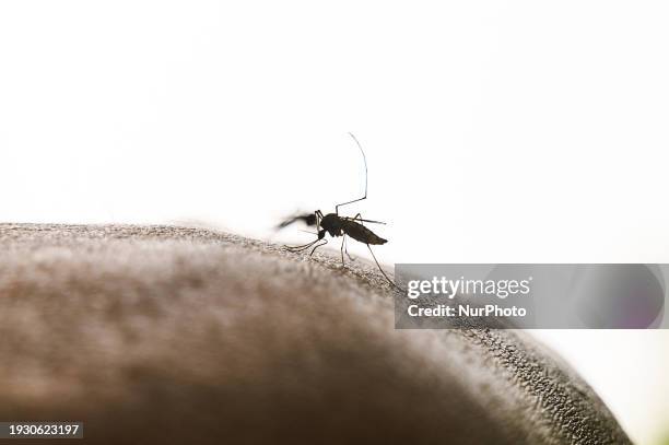 The Aedes Mosquito Is A Known Vector Of Several Viruses Including Yellow Fever Virus, Dengue Virus, Chikungunya Virus, And Zika Virus. Aedes...