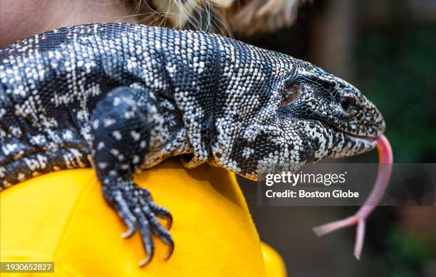 South Deerfield, MA Porkchop the Tegu with his forked tongue at Magic Wings Butterfly Conservatory & Gardens.