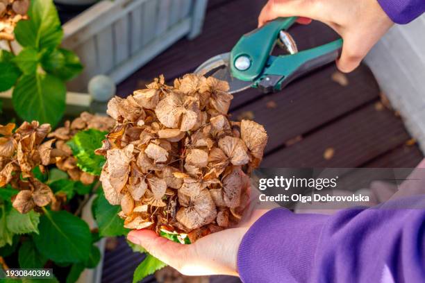 hands pruning a branch with a withered hydrangea flower with secateurs - verwelkt stock-fotos und bilder