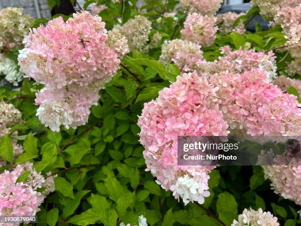 Panicle hydrangeas, also known as peegee hydrangeas, hardy hydrangeas, and Limelight hydrangeas, are growing in Toronto, Ontario, Canada, on August...