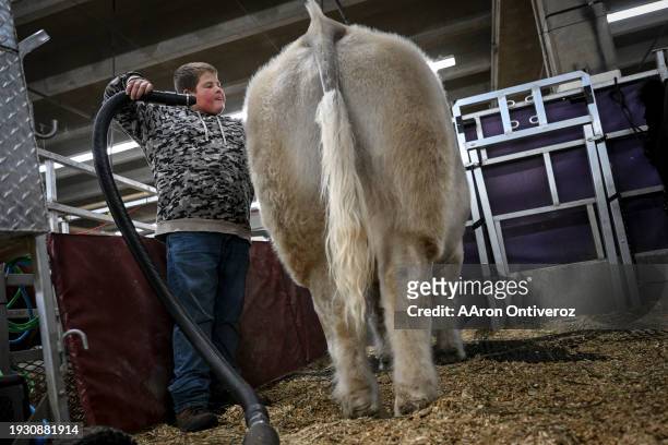 Camden Welp cleans his market steer during the National Western Stock Show in Denver on Tuesday, January 16, 2024.