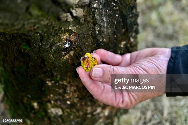 Detailed view of a tree infected with mealybugs in Samborondon, Ecuador on December 15, 2023. The blame of the leafless and withered trees in...