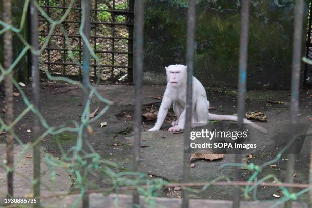 White or Albino monkey, seen caged at the Medan Zoo, located on Jalan Semalingkar.