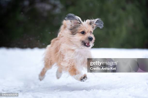 happy dog on a winter walk - anita stock pictures, royalty-free photos & images