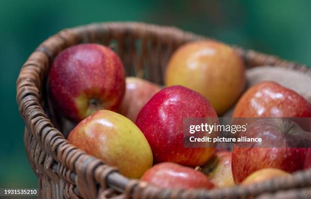 January 2024, Berlin: A basket of apples stands on a table during a press event organized by the "Forum Moderne Landwirtschaft:ErlebnisBauernhof" at...