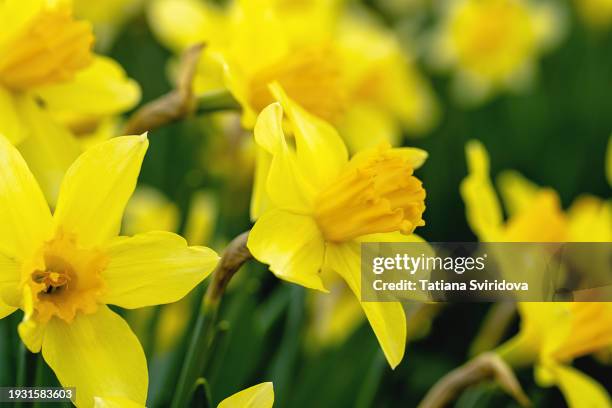 several tete-a-tete yellow daffodils close up on green - amaryllis family stock pictures, royalty-free photos & images