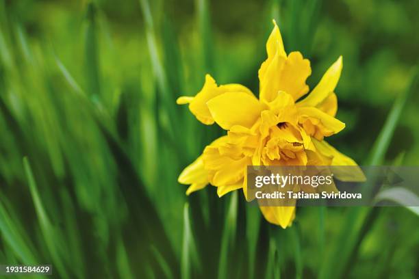 beautiful double layered yellow daffodil close up on green - amaryllis family stock pictures, royalty-free photos & images