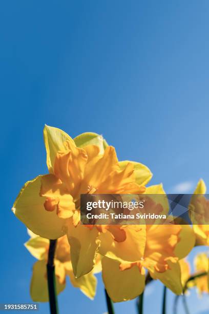 beautiful double layered yellow daffodil close up on green - amaryllis family stock pictures, royalty-free photos & images