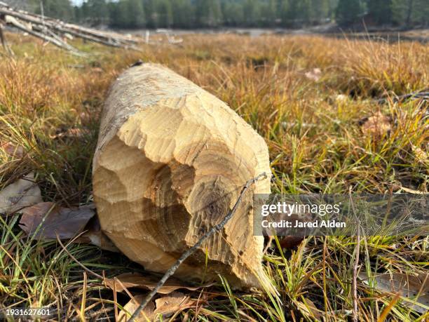 north american beaver (castor canadensis) teeth markings on wooden log in grassy field, nature sign & tracks of large aquatic rodent - beaver chew stock pictures, royalty-free photos & images