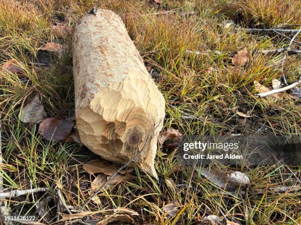 north american beaver (castor canadensis) teeth markings on wooden log in grassy field, nature sign & tracks of large aquatic rodent - beaver chew stock pictures, royalty-free photos & images