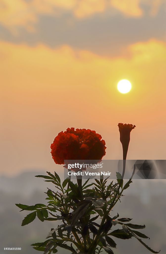 Beautiful marigold flower and bud against the rising Sun/Sunrise/Morning