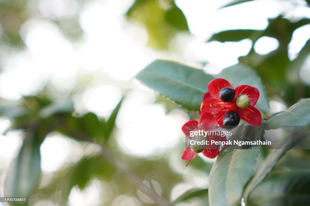 Micky mouse red flower, Scientific name Ochna kirkii Oliv. blooming tree on blurred of nature background