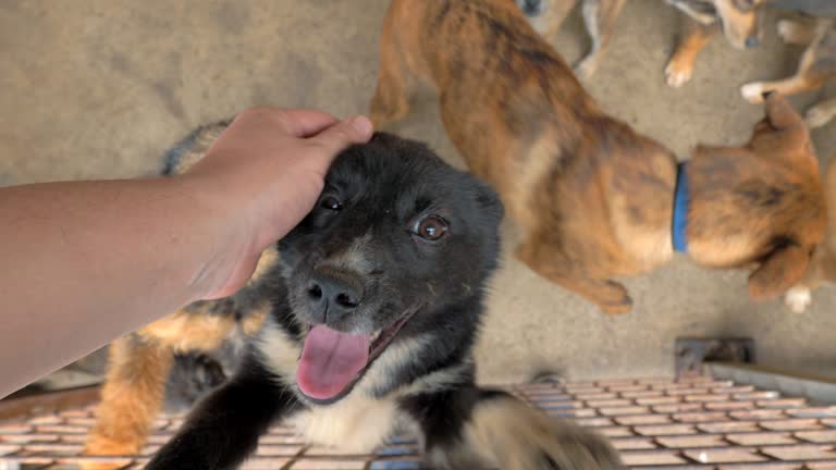 https://media.gettyimages.com/id/1931803120/video/close-up-of-male-hand-petting-caged-stray-dog-in-pet-shelter-people-animals-volunteering-and.jpg?b=1&s=640x640&k=20&c=GaSmB6IWC-j5BHftfpq1yVHoPXianL0ZmVispCLp56I=