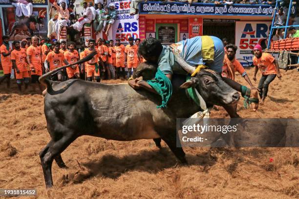 Participant tries to control a bull during an annual bull-taming festival 'Jallikattu' in the Alanganallur village of Madurai district on January 17,...