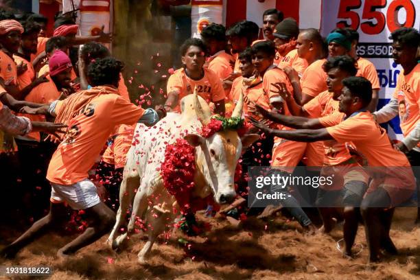 Participants try to control a bull during an annual bull-taming festival 'Jallikattu' in the Alanganallur village of Madurai district on January 17,...