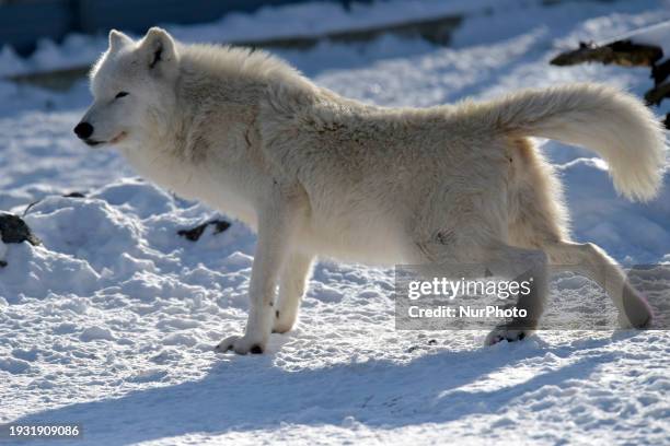 Ukraine Wolves Biodiversity Of Belarus Photos and Premium High Res Pictures - Getty Images